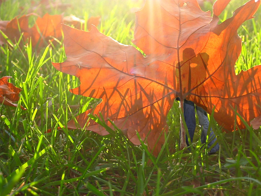 Photoshop-Design von dlk2002 für DesignCrowd (Community Contests) | Design #9139659