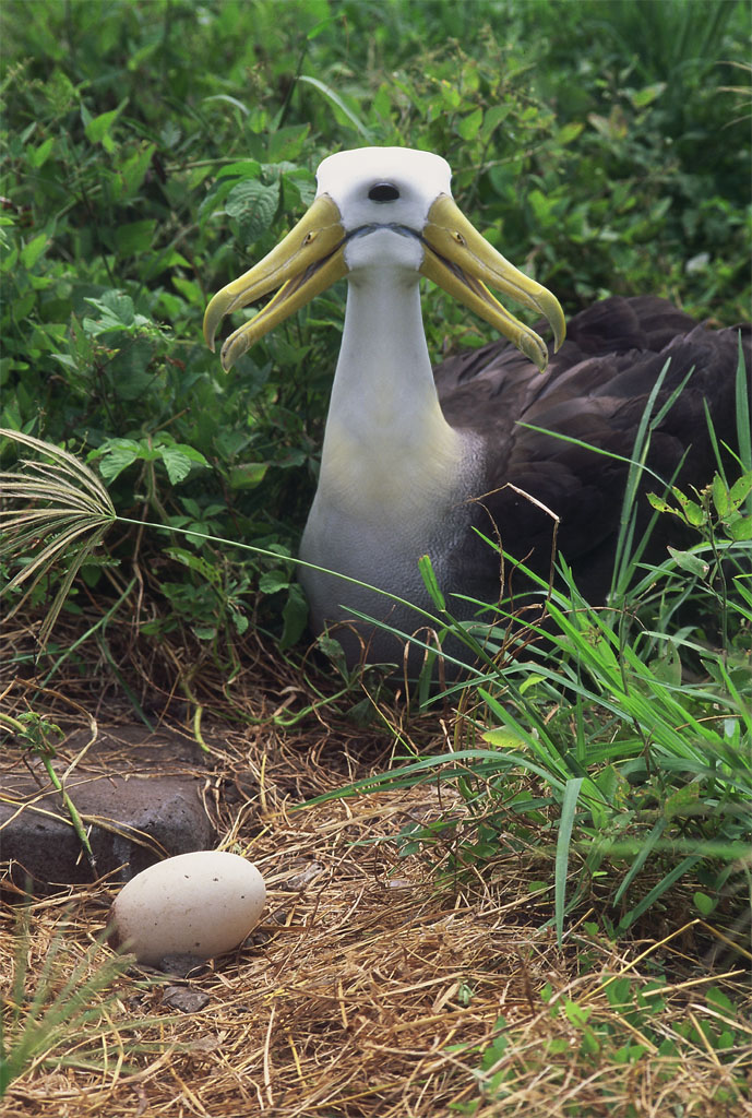 Photoshop Design by ecolio for DesignCrowd (Community Contests) | Design #9146009