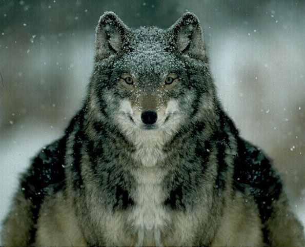 Photoshop-Design von silvagod für DesignCrowd (Community Contests) | Design #9146064