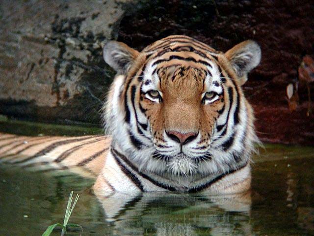 Design Photoshop par HardRocK pour DesignCrowd (Community Contests) | Design #9146071