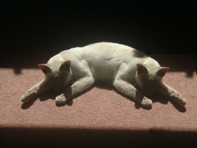 Photoshop Design by bebegreen2 for DesignCrowd (Community Contests) | Design #9146075