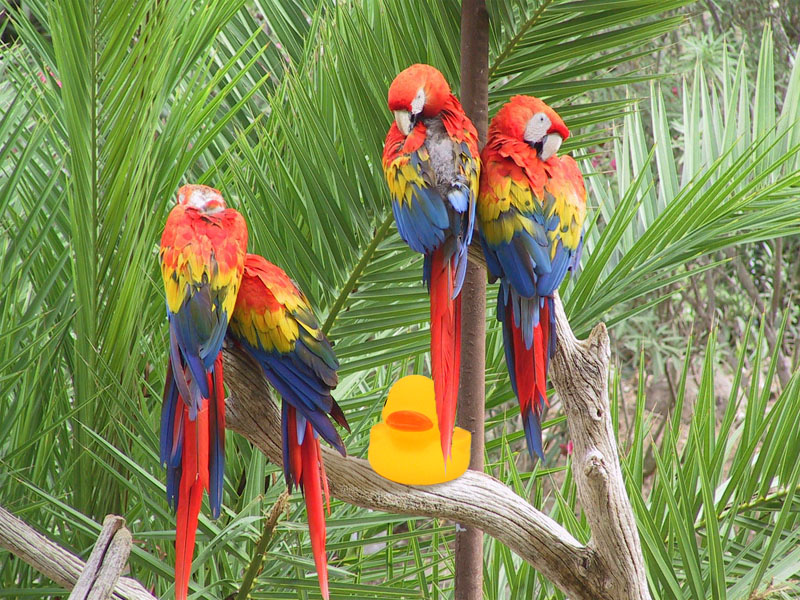 Photoshop-Design von ecolio für DesignCrowd (Community Contests) | Design #9144985