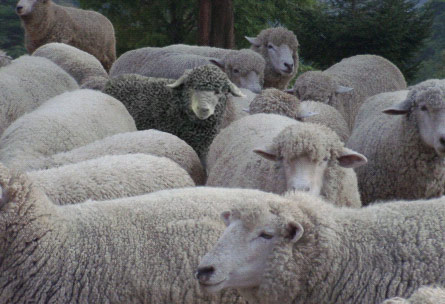 Diseño de Photoshop por Zwoep1 para DesignCrowd (Community Contests) | Diseño #9120080