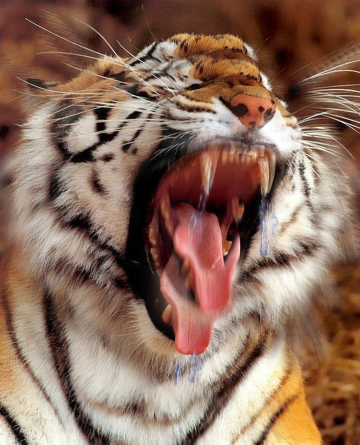 Photoshop Design by Garsaelon for DesignCrowd (Community Contests) | Design #9128592