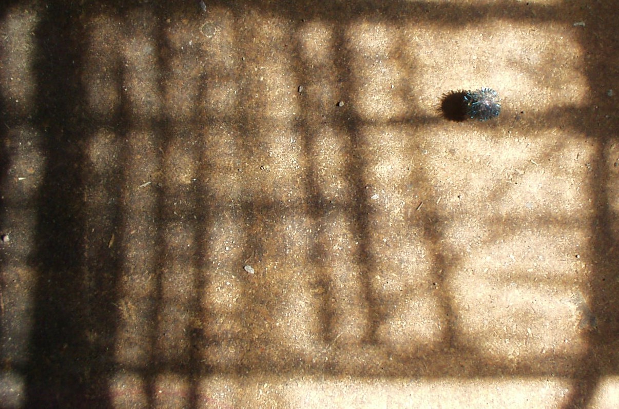 Photographie par DaftGretel pour DesignCrowd (Community Contests) | Design #9144411