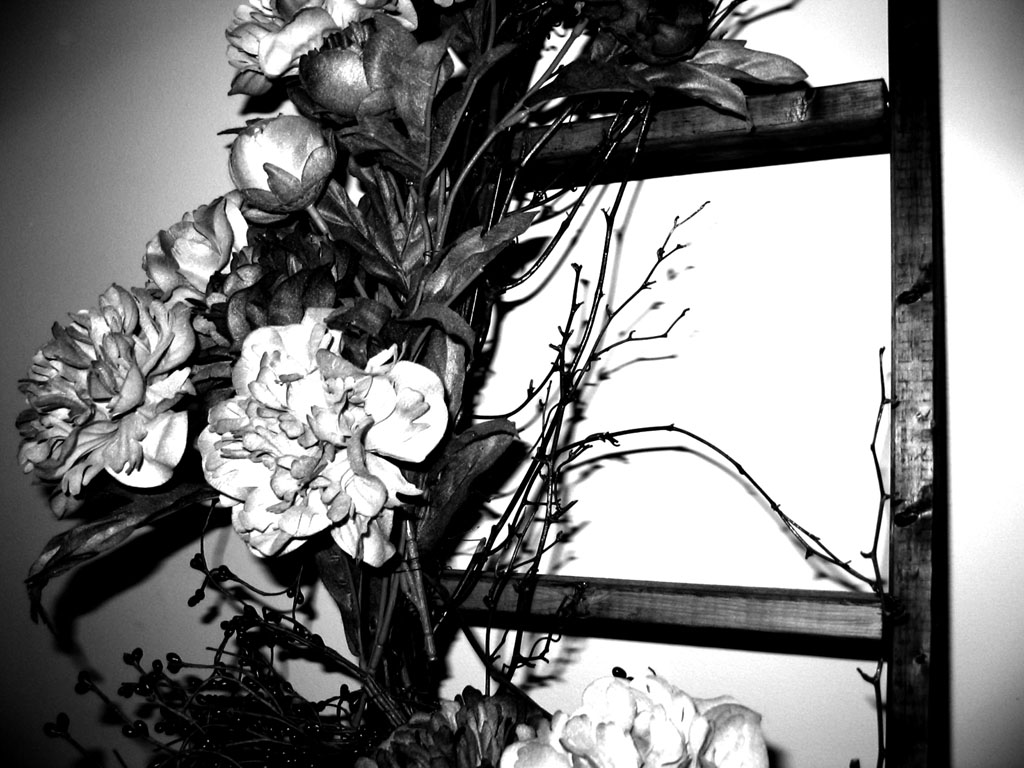 Photography by Raven6487 for DesignCrowd (Community Contests) | Design #9146415