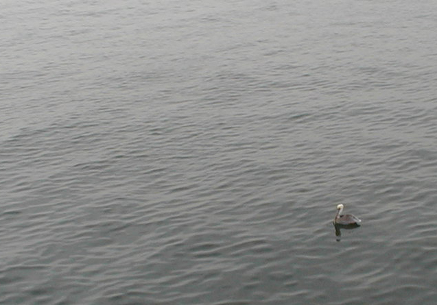 Photography by spfstr for DesignCrowd (Community Contests) | Design #9144474