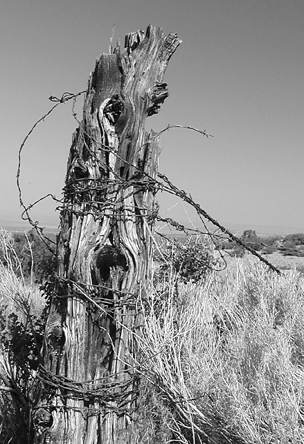 Photography by compugoddess for DesignCrowd (Community Contests) | Design #9146498