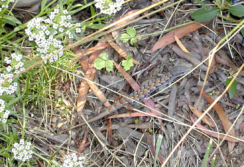 Photographie par cometgymmom pour DesignCrowd (Community Contests) | Design #9143544