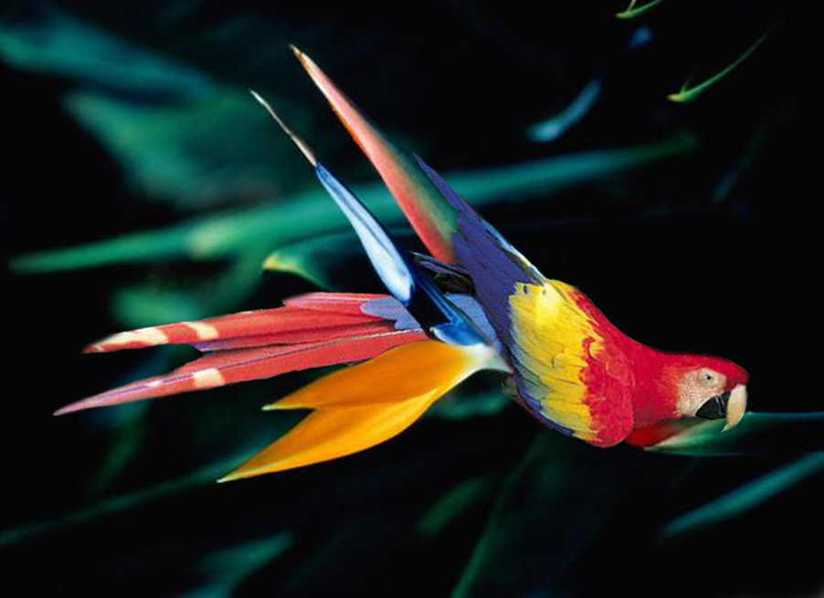 Photoshop Design by JackMack for DesignCrowd (Community Contests) | Design #9141057