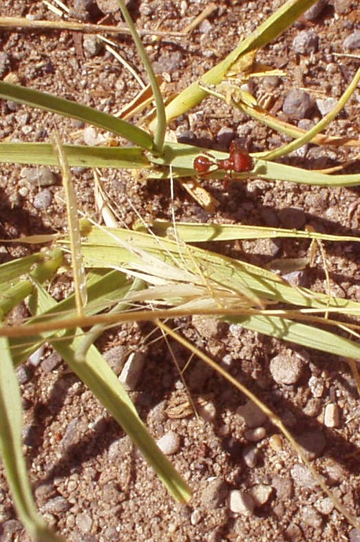 Fotografía por DaftGretel para DesignCrowd (Community Contests) | Diseño #9143621