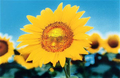 Photoshop-Design von SeanMcQ für DesignCrowd (Community Contests) | Design #9141159