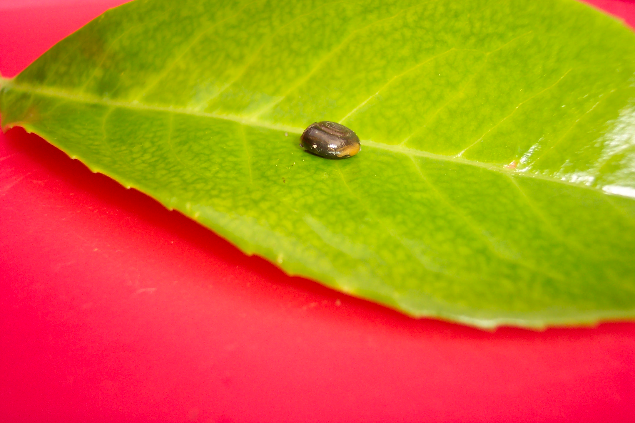 Photography by GeertKW for DesignCrowd (Community Contests) | Design #9143643