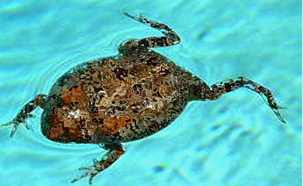 Photography by TampaDroid for DesignCrowd (Community Contests) | Design #9143735