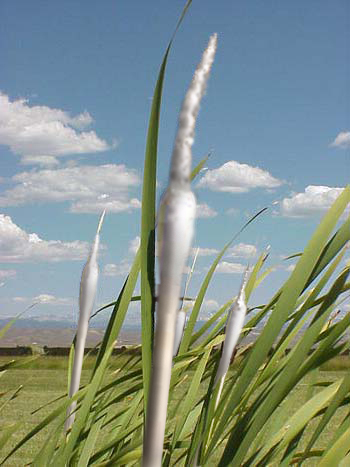 Diseño de Photoshop por frankule para DesignCrowd (Community Contests) | Diseño #9141267