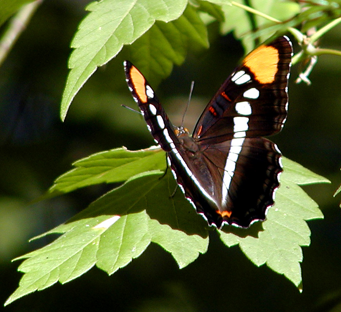 Photography by compugoddess for DesignCrowd (Community Contests) | Design #9143804