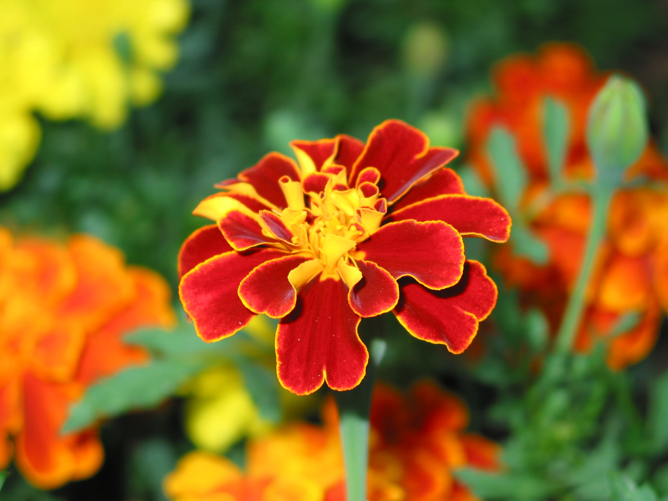 Photography by Gene_Yuss for DesignCrowd (Community Contests) | Design #9141363