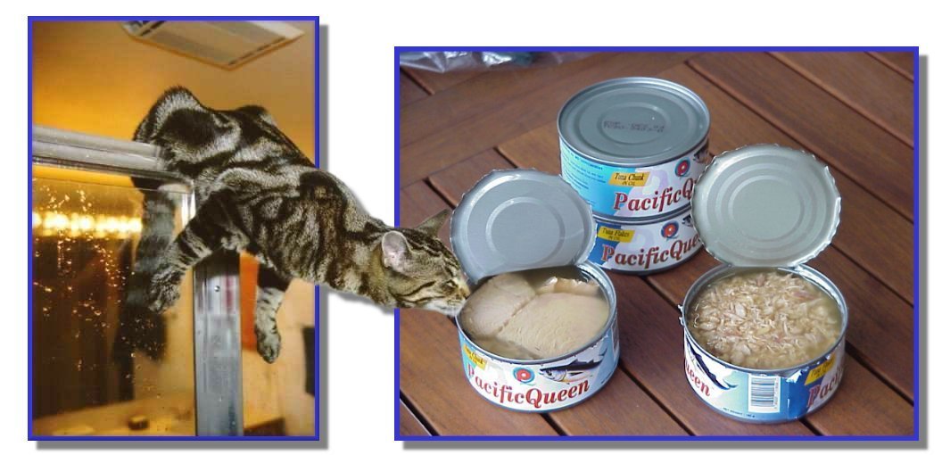 Photoshop Design by babyliz for DesignCrowd (Community Contests) | Design #9143554