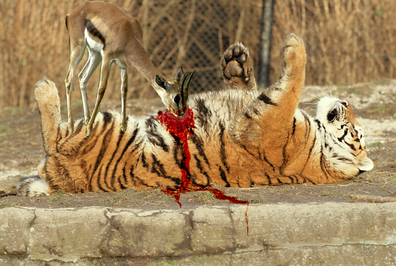 Photoshop-Design von billybob88 für DesignCrowd (Community Contests) | Design #9143791