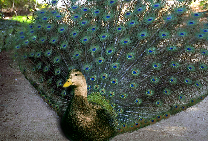 Diseño de Photoshop por OneHappyFemale para DesignCrowd (Community Contests) | Diseño #9143678