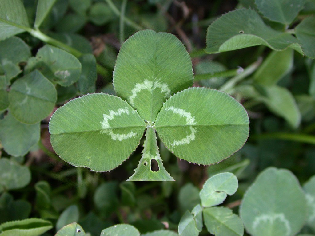 Photoshop Design by claven for DesignCrowd (Community Contests) | Design #9141494