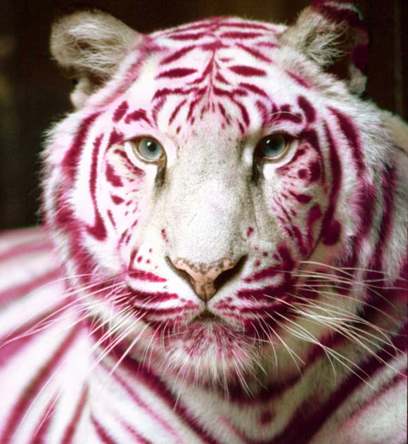 Photoshop-Design von Zombic für DesignCrowd (Community Contests) | Design #9128593