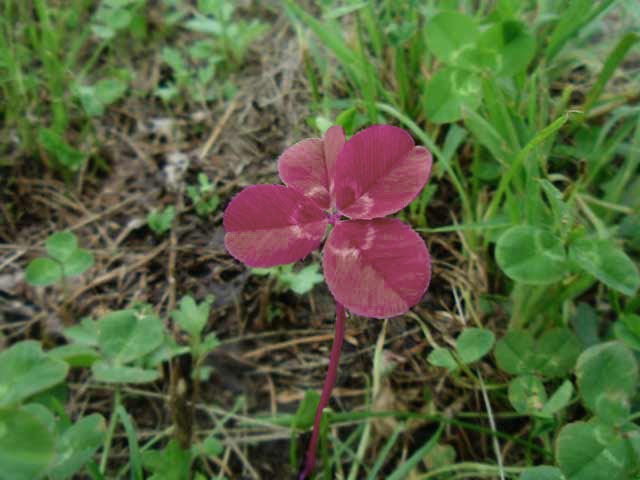 Photoshop-Design von MadamXelda für DesignCrowd (Community Contests) | Design #9128446