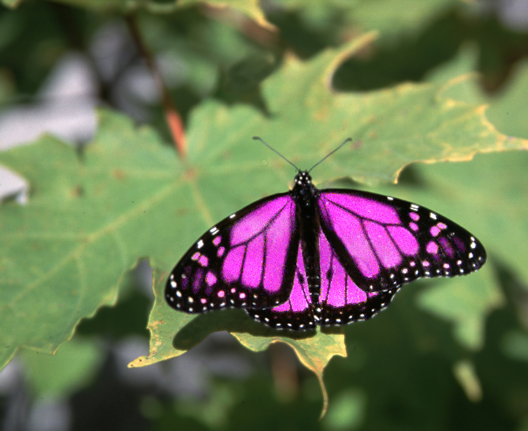 Diseño de Photoshop por Falonvel para DesignCrowd (Community Contests) | Diseño #9128477