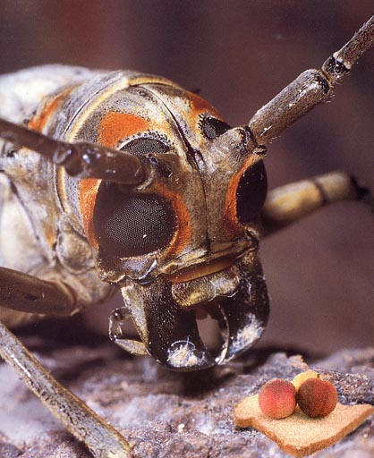 Photoshop Design by Hjalli for DesignCrowd (Community Contests) | Design #9141754