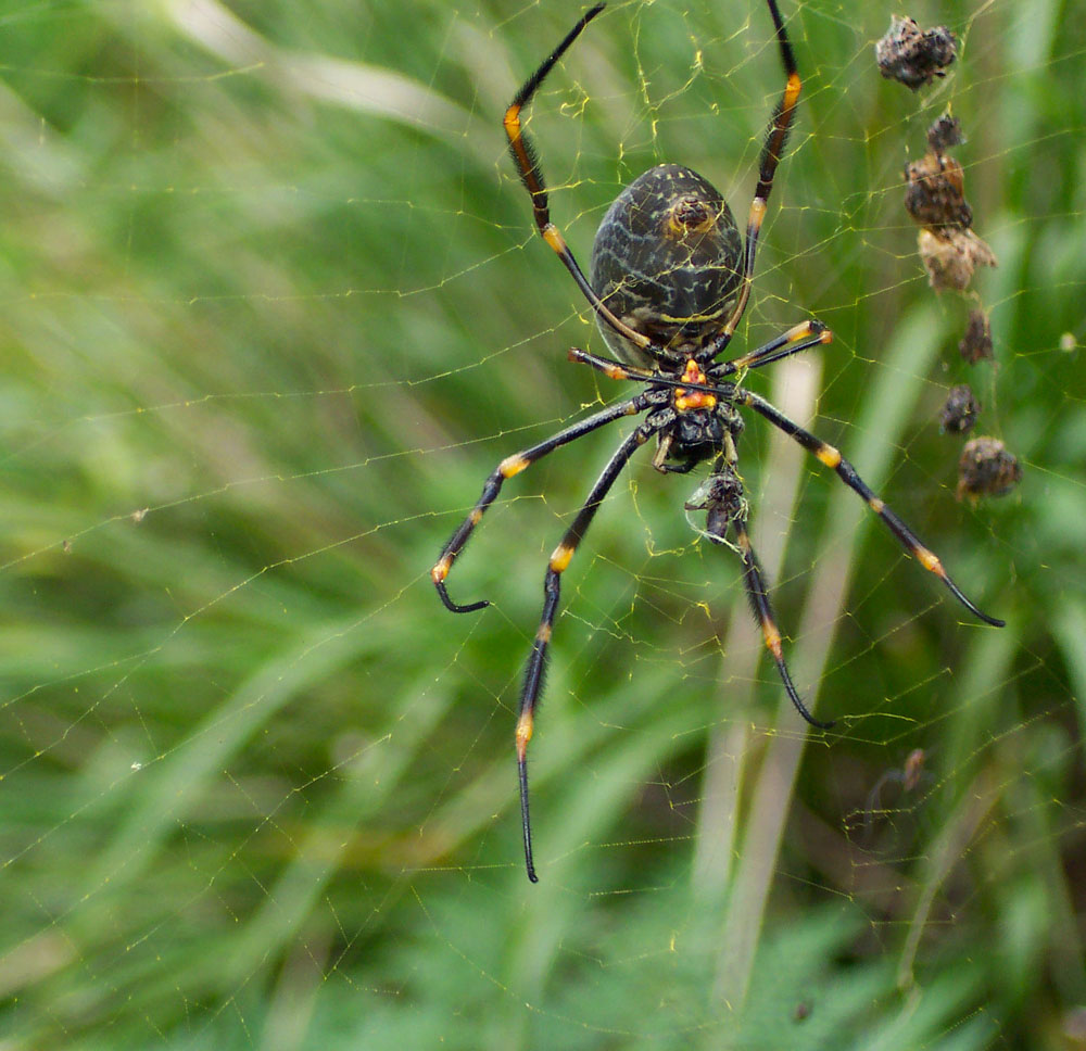 Photography by BronzeWing for DesignCrowd (Community Contests) | Design #9143769