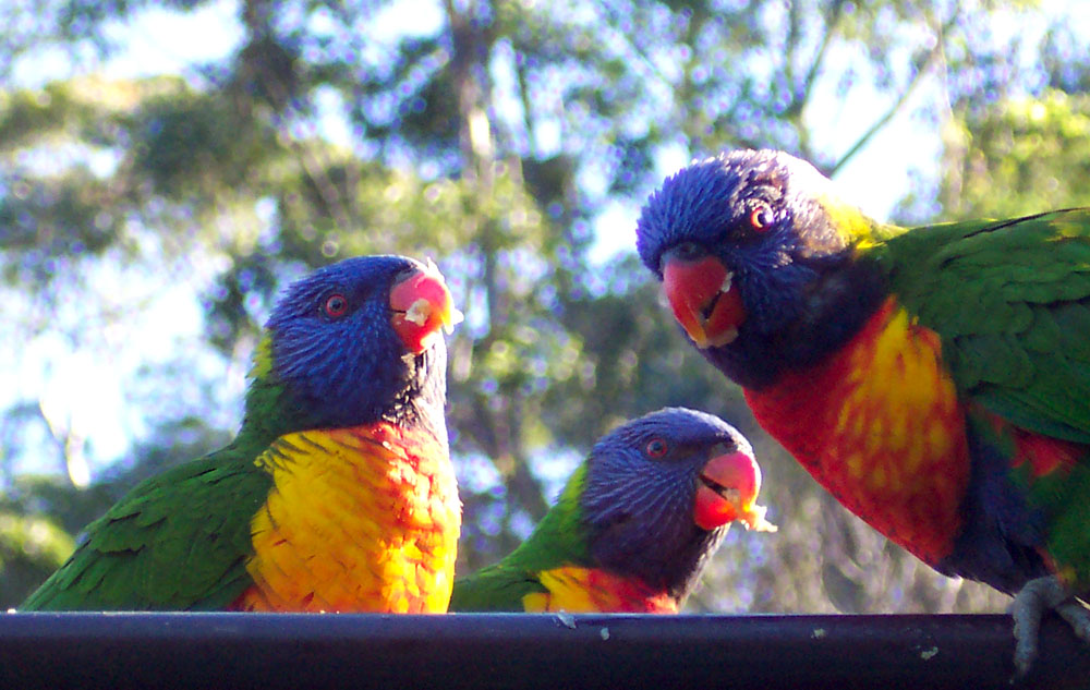 Photography by BronzeWing for DesignCrowd (Community Contests) | Design #9141490