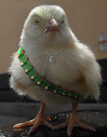 Design Photoshop par Zombic pour DesignCrowd (Community Contests) | Design #9126947