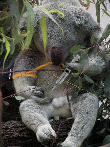 Photoshop-Design von billybob88 für DesignCrowd (Community Contests) | Design #9127024