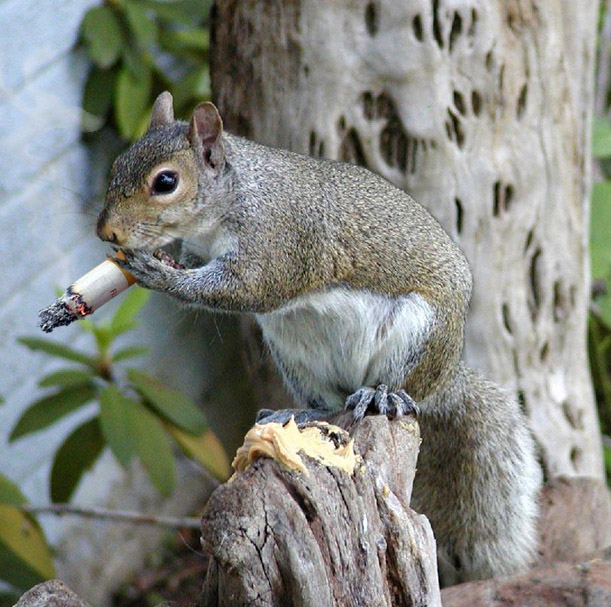 Photoshop-Design von telboy_BANNED für DesignCrowd (Community Contests) | Design #9127150