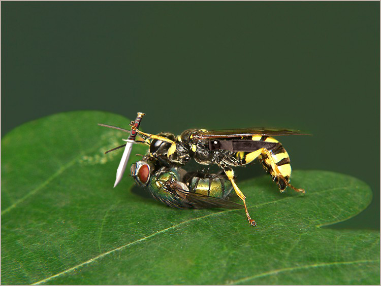 Photoshop Design by debellez for DesignCrowd (Community Contests) | Design #9127139