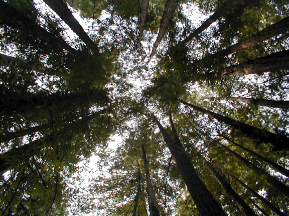 Fotografie von spfstr für DesignCrowd (Community Contests) | Design #9145528