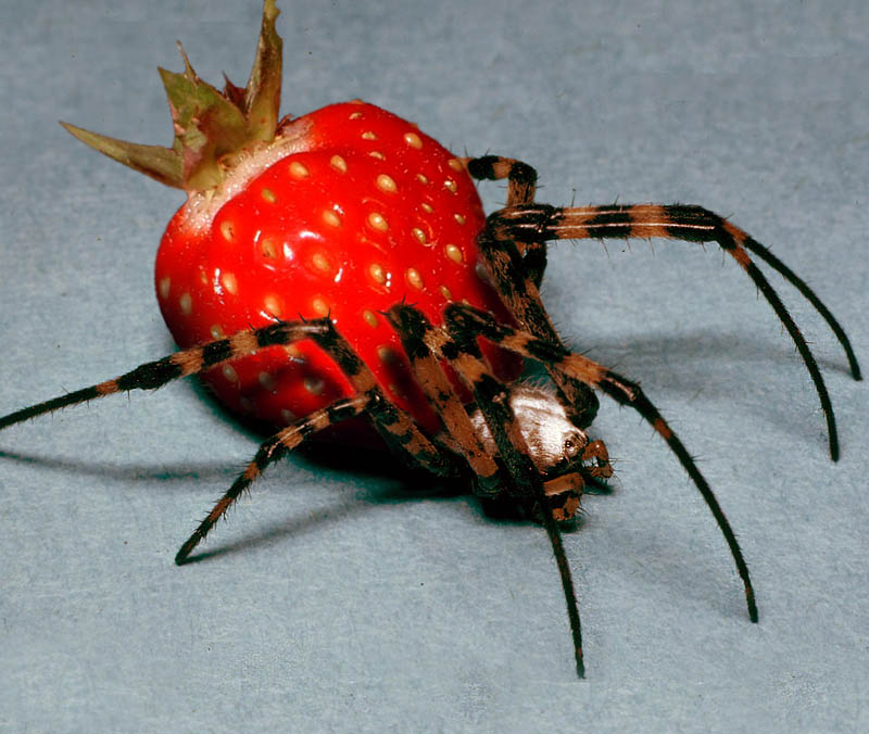 Diseño de Photoshop por MrArif para DesignCrowd (Community Contests) | Diseño #9143001