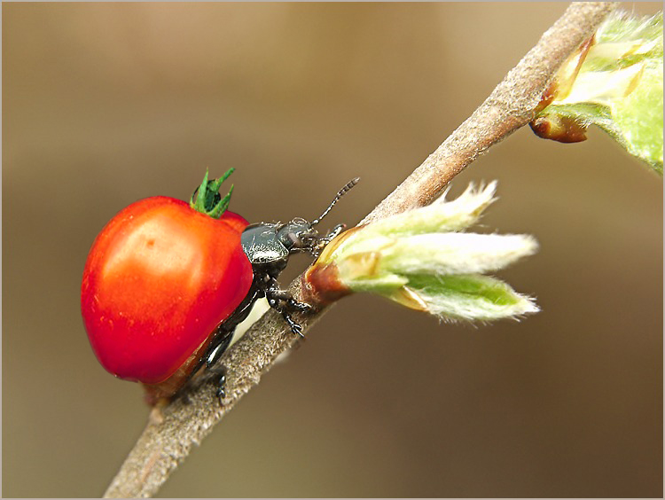 Photoshop Design by debellez for DesignCrowd (Community Contests) | Design #9143023