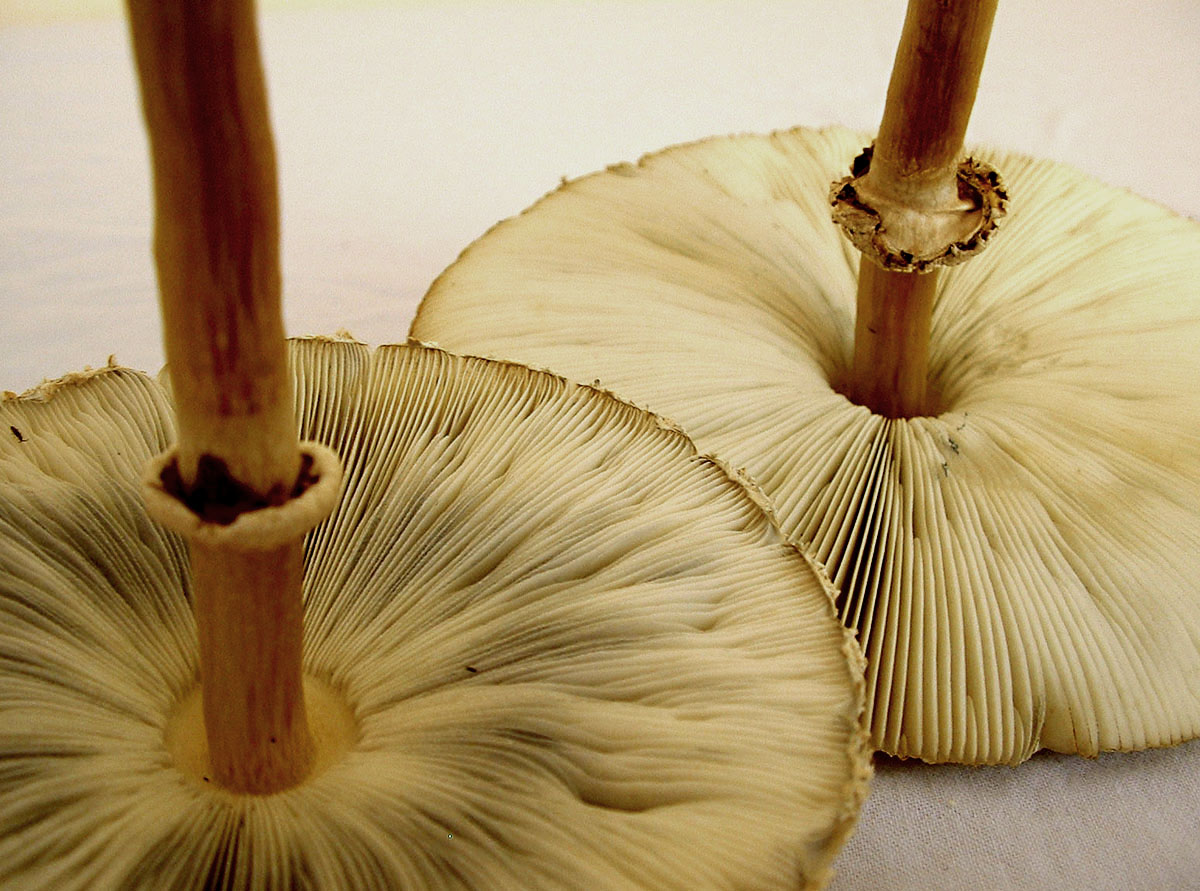 Photographie par TampaDroid pour DesignCrowd (Community Contests) | Design #9145520