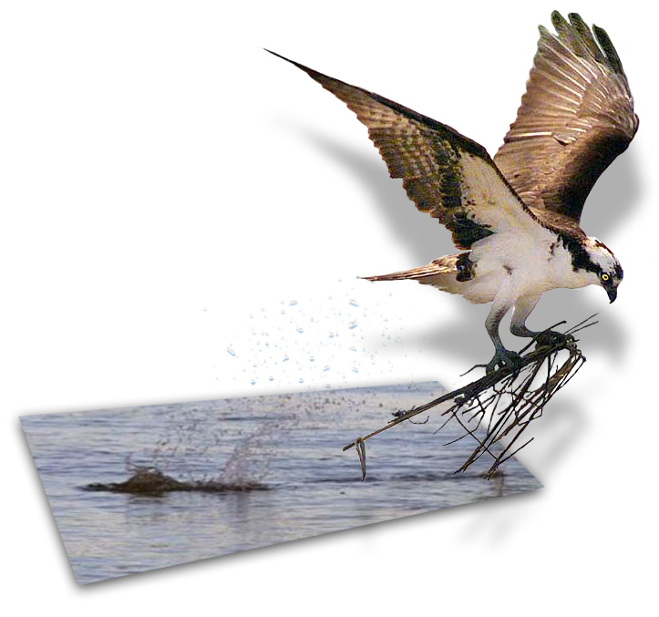 Logo-Design von Brass_Elephant für DesignCrowd (Community Contests) | Design #9140993