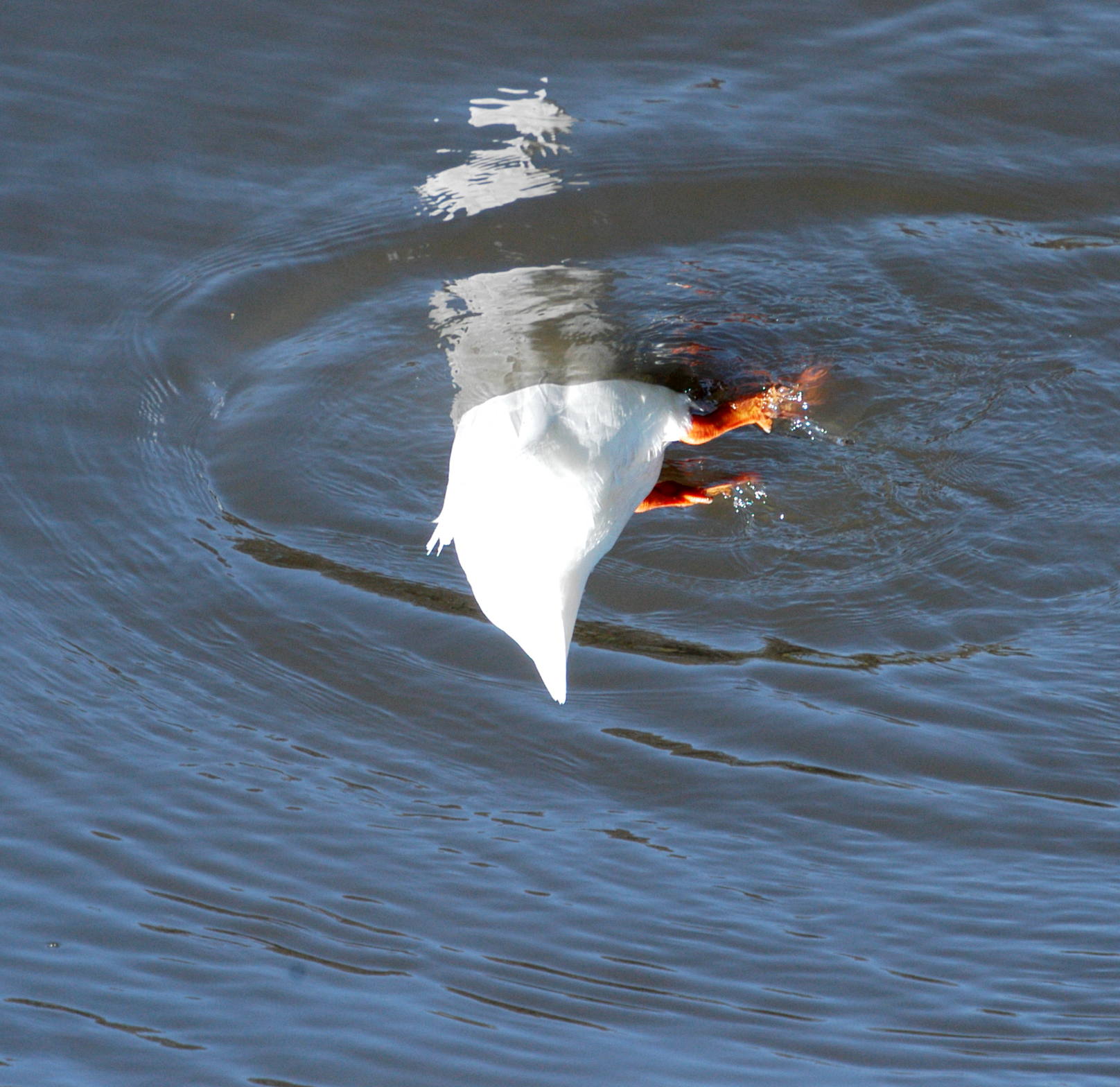 Photographie par Silverkatt pour DesignCrowd (Community Contests) | Design #9145609