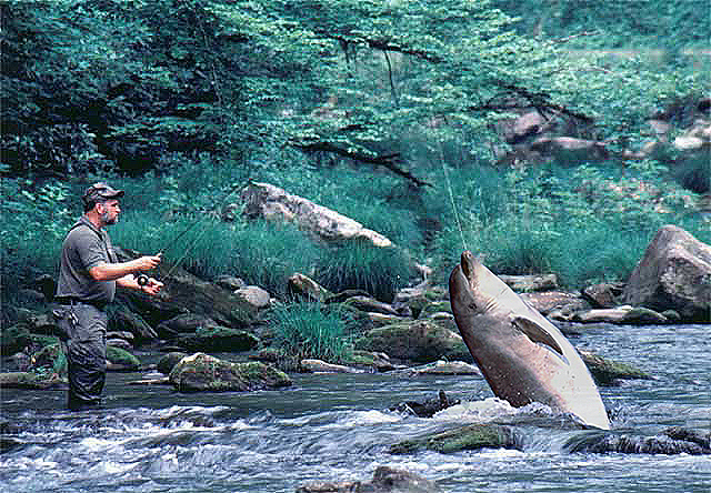 Photoshop Design by debellez for DesignCrowd (Community Contests) | Design #9126251