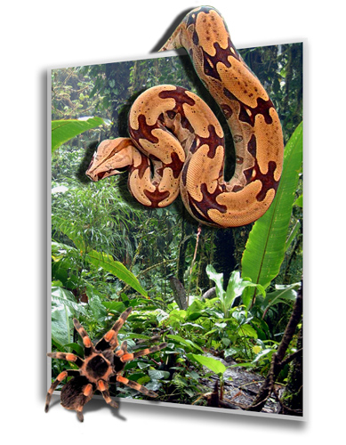 Logo-Design von Shrike für DesignCrowd (Community Contests) | Design #9141039