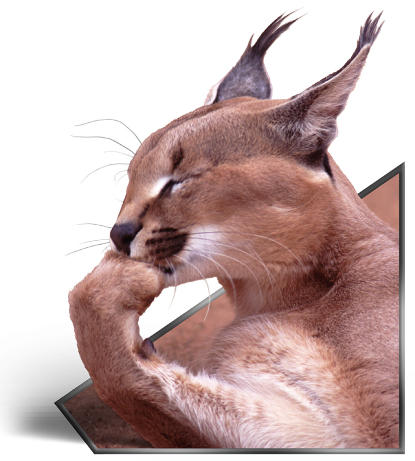 Diseño de Logo por fearscythe para DesignCrowd (Community Contests) | Diseño #9141311