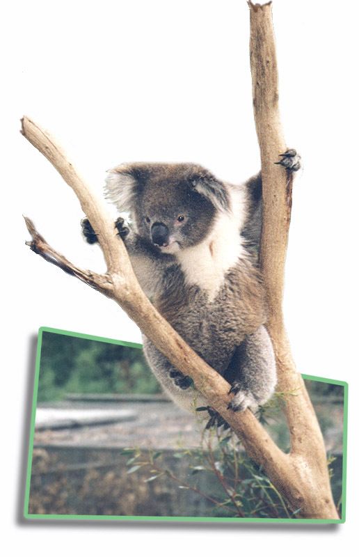 Logo Design by hipnoart for DesignCrowd (Community Contests) | Design #9141259