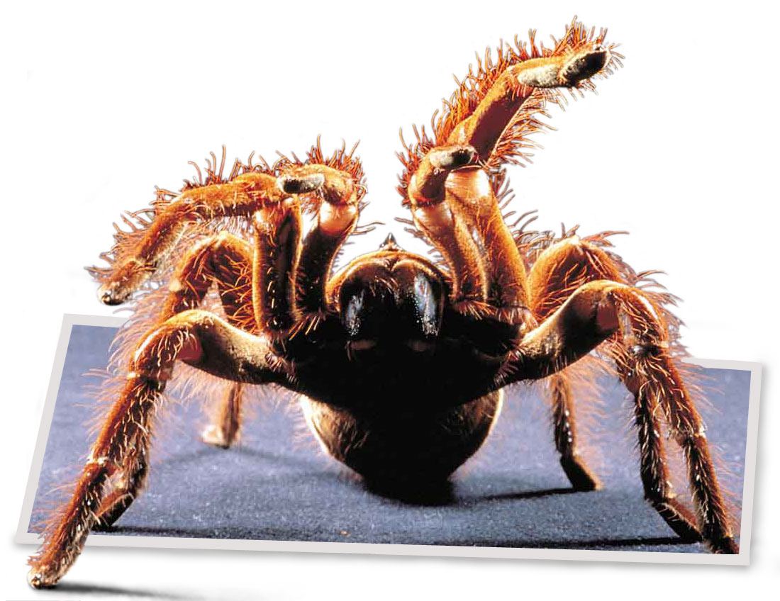 Logo Design by MPolgara for DesignCrowd (Community Contests) | Design #9141249