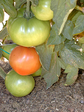 Photography by cometgymmom for DesignCrowd (Community Contests) | Design #9139928