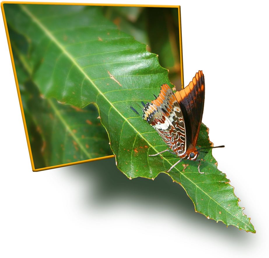 Design de Logo par BlackFalkon pour DesignCrowd (Community Contests) | Design #9141280