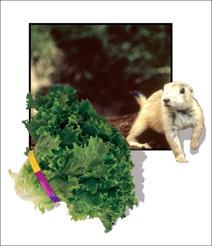 Logo-Design von seeker für DesignCrowd (Community Contests) | Design #9141155