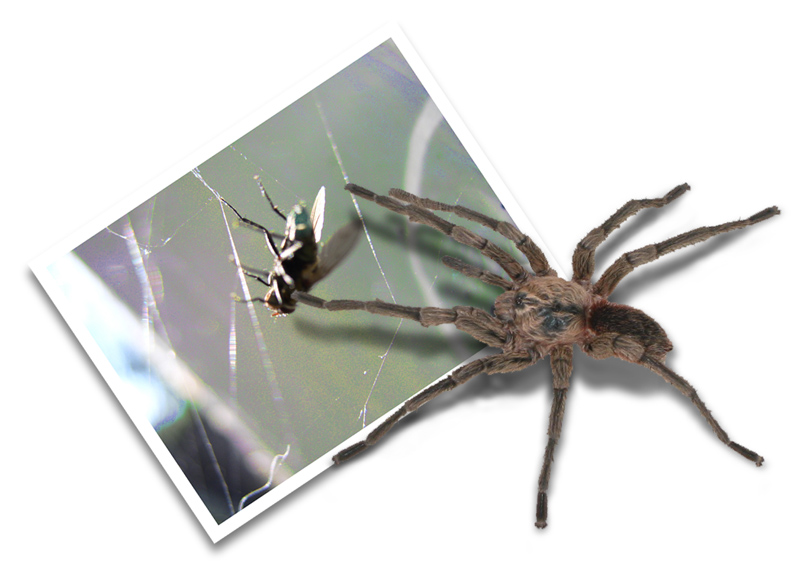 Logo Design by KeyTapper for DesignCrowd (Community Contests) | Design #9141238